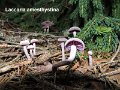 Laccaria amethystina-amf1059